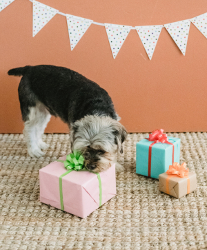 Cute dog for any occasion